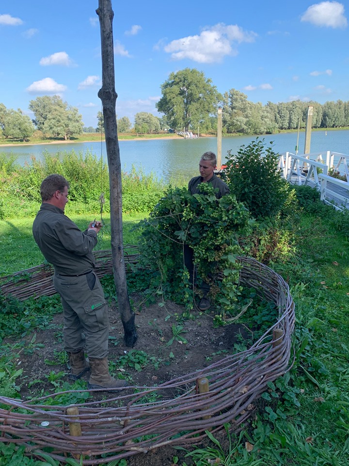 Eerste hop geoogst in Altena sinds eeuwen