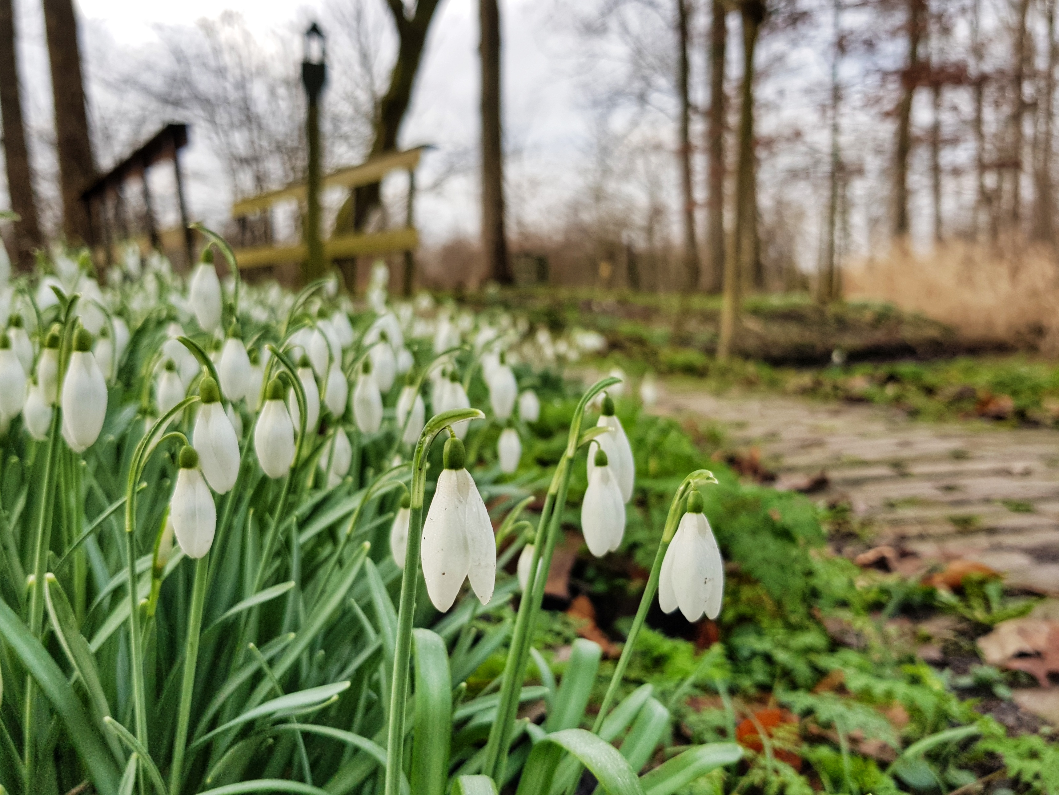Sneeuwklokjes in de polder