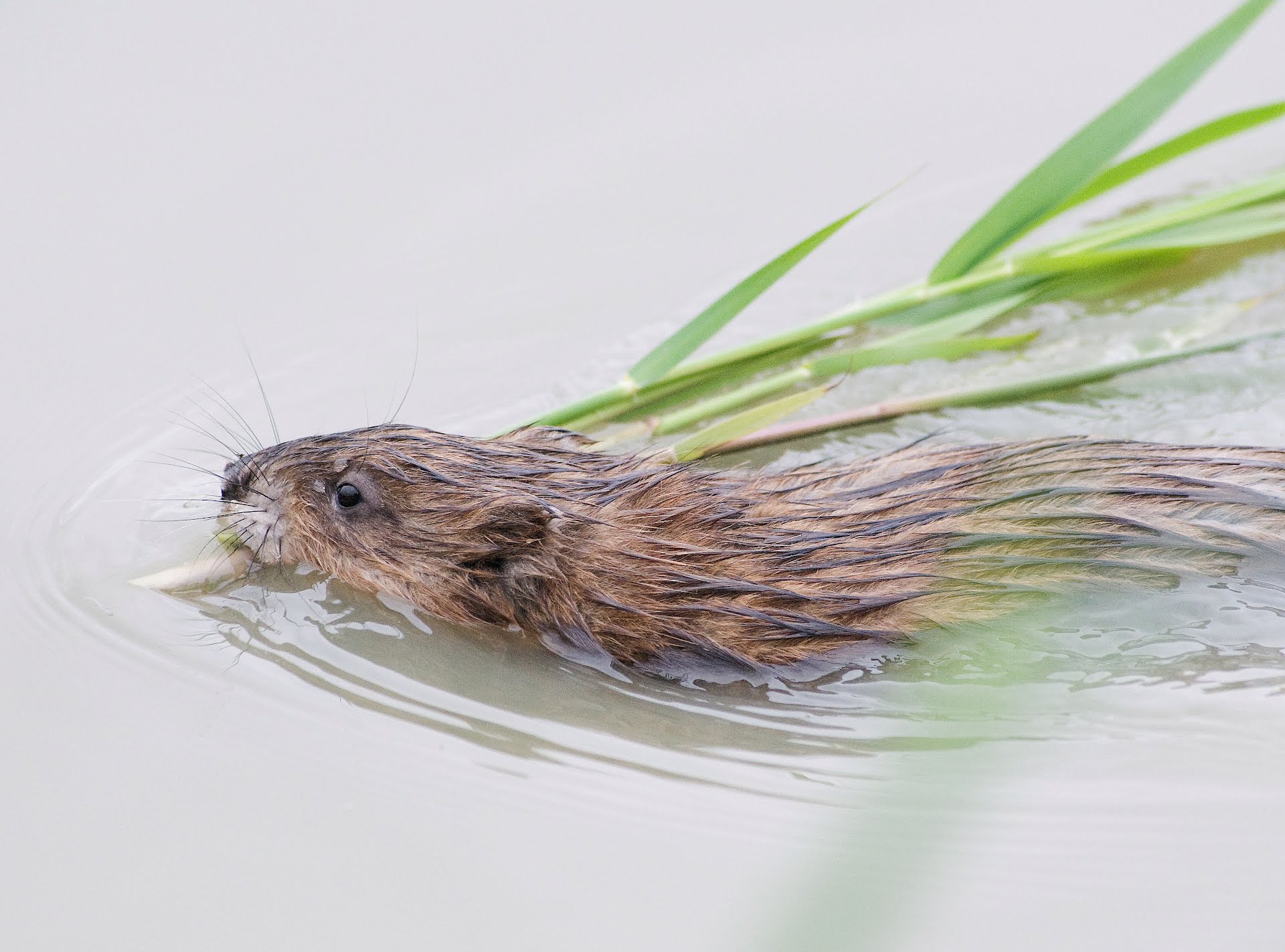Muskusrattenbeheer Rivierenland op koers met landelijke aanpak
