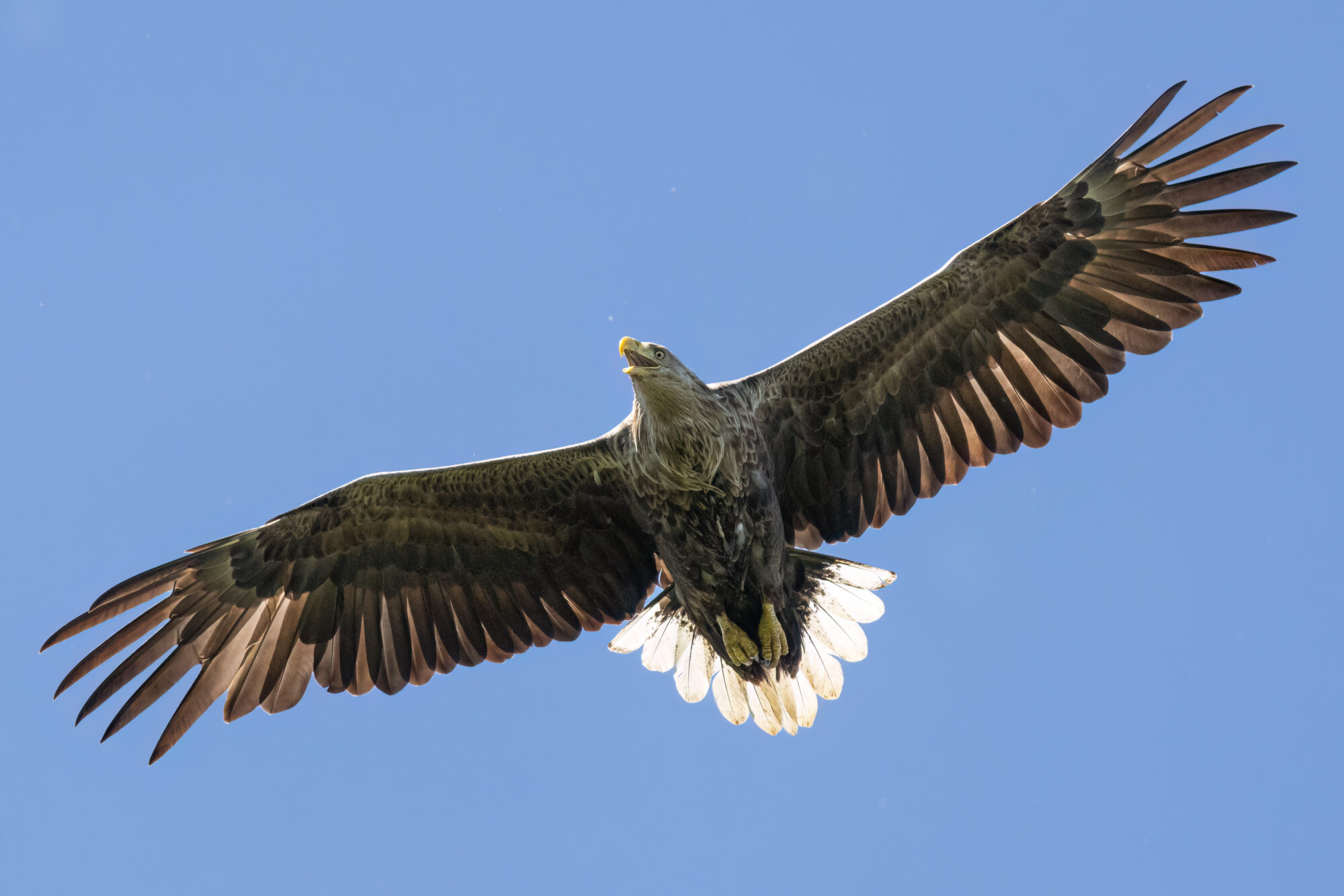Drie broedende zeearendparen in de Biesbosch